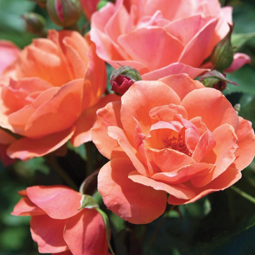 KNOCK OUT - A wildly popular shrub with heaps of glowing red flowers. It resists disease better than the average rose, requires little pruning, and blooms long and often. There are many sub-varieties of Knock Out roses, but the classic is a 3’-4’ bushy shrub. [Image via HGTV]