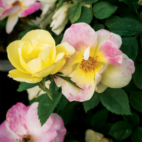 Peach lemonade rose bush