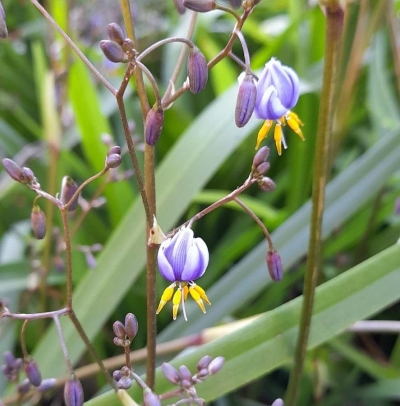 Tasmanian Flax Lily - 