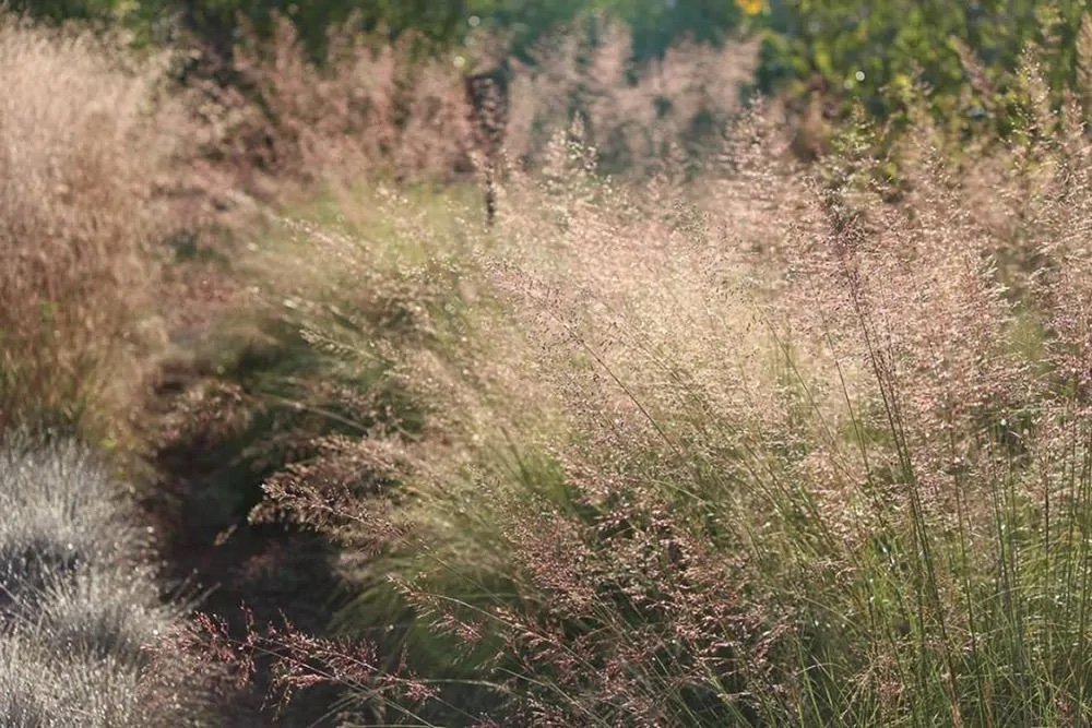 ornamental grass prairie dropseed sporobolus heterolepis