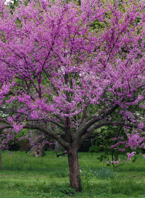 Flowering Cercis occidentalis tree