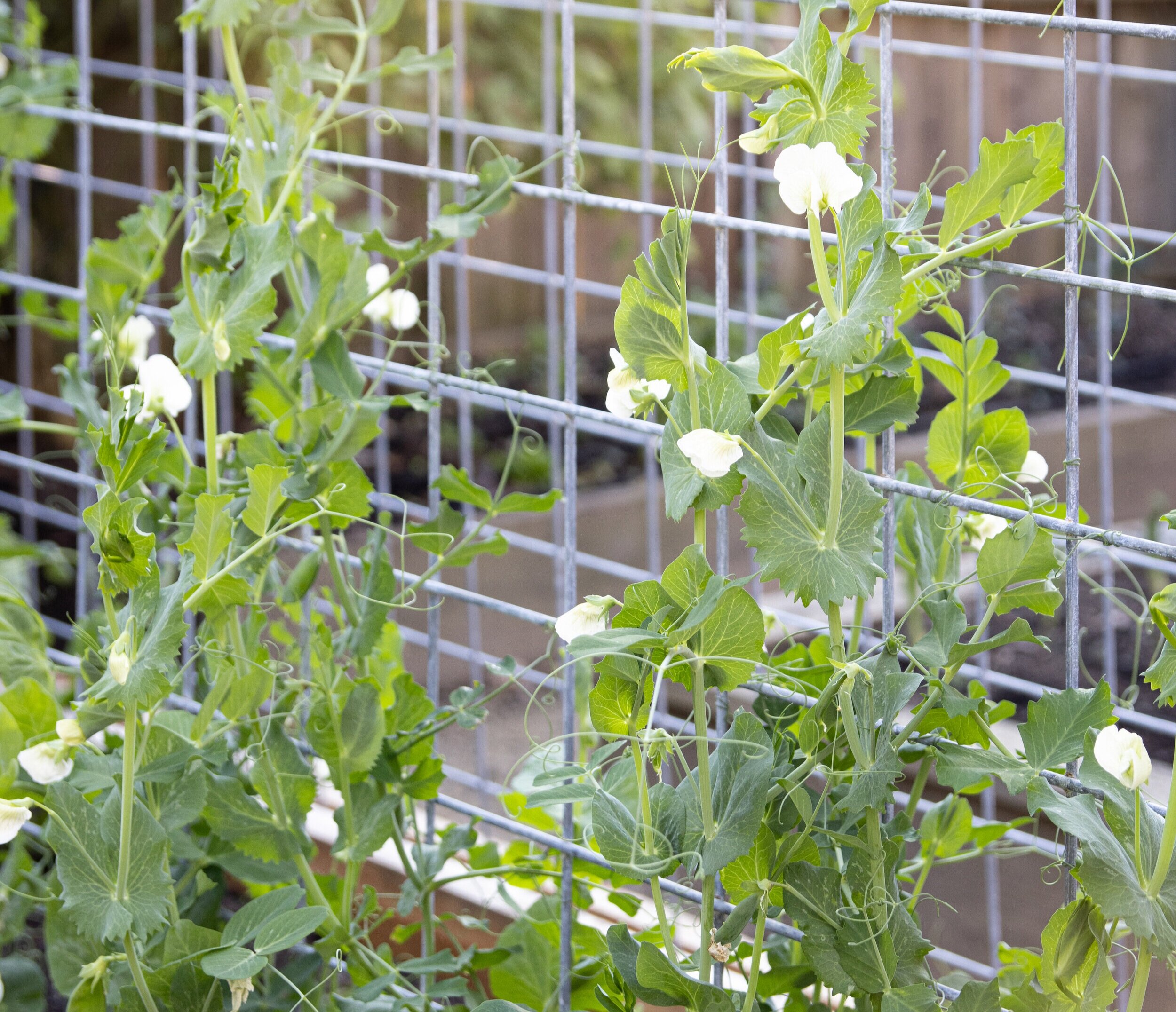 Sweet peas add beauty, an incredible scent, and fresh produce to this edible backyard. Photo by @urbanfarmstead.