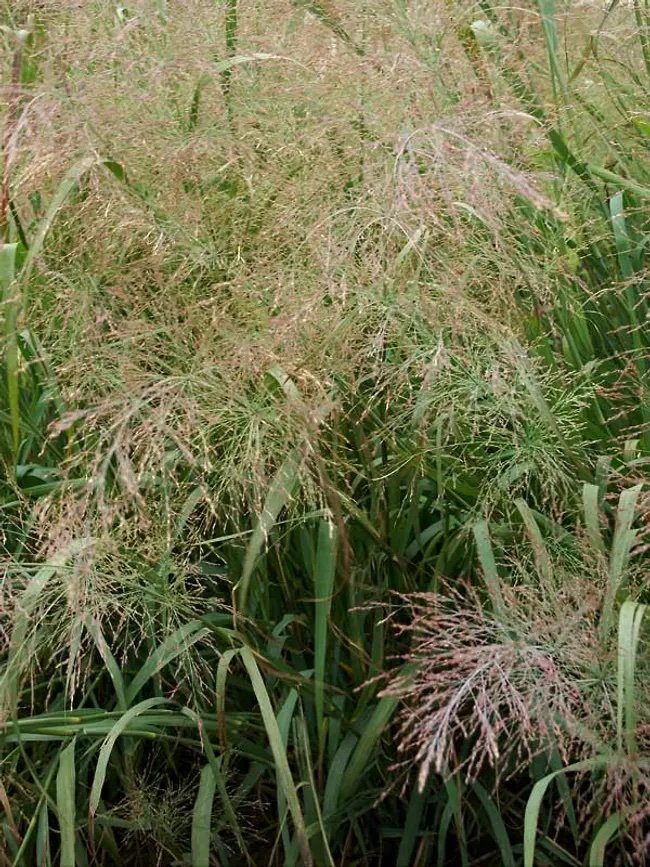 ornamental grass switchgrass panicum virgatum