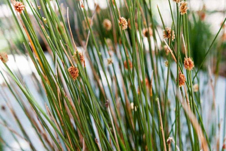 ornamental grass california grey rush juncus patens