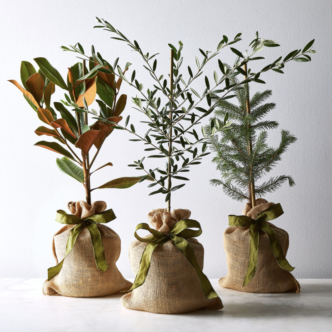 Image via Food52, which sells beautiful trees as well!