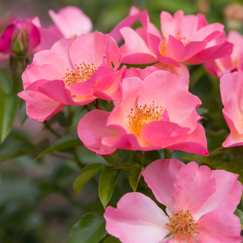 ALL THE RAGE - Gorgeous cut flowers that start in a peachy hue and gradually turn pink. Great disease resistance, repeated blooming, easy care. [Image via Pahl’s Market]
