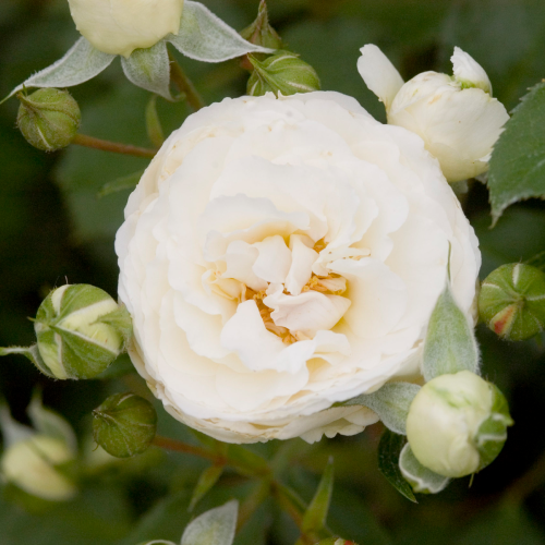 SNOWDRIFT - Another reliable white rose, this one produces great cut flowers throughout the growing season, and works equally well in the ground or in containers. [Image via Pahl’s Market]