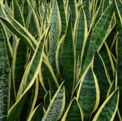 SNAKE PLANT - Image via Wikipedia