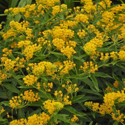 Butterfly Weed - 
