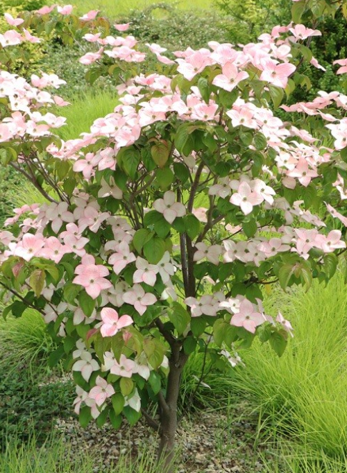 DOGWOODS - These understory trees/shrubs are staples for smaller yards or areas where a small tree is called for. Cornus florida boasts showy flowers and foliage, and is perhaps the most popular of its genus. Ask your local nursery for other popular dogwoods in your area.Image via Plantopedia
