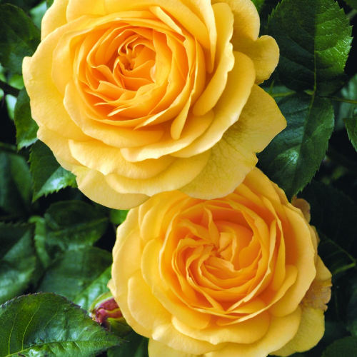 JULIA CHILD - A champion among yellow roses, ‘Julia Child’ is heat tolerant, disease resistant, great for cut flowers, and popular with pollinators. It has a nice, buttery hue, and a licorice-tinged fragrance. [Image via Chamblee Nursery]