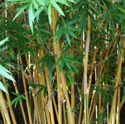 Golden goddess bamboo plant