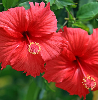 Red Tropical Hibiscus - 