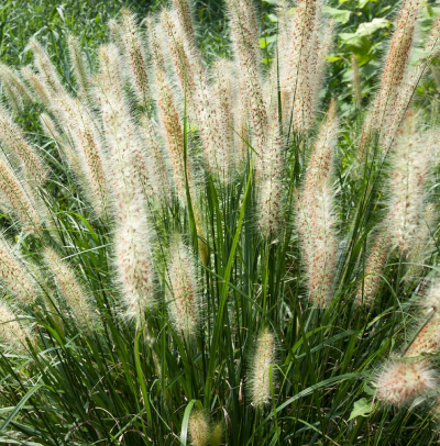 Fakahatchee Grass - 