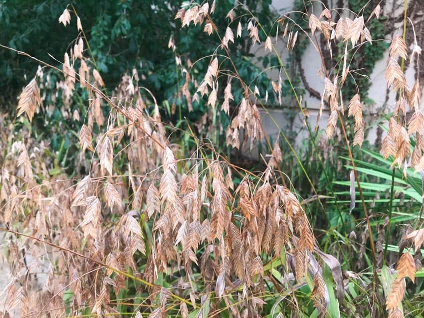 ornamental grass inland sea oats chasmanthium latifolium