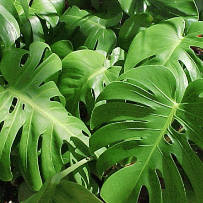 Cut-leaf Philodendron - 