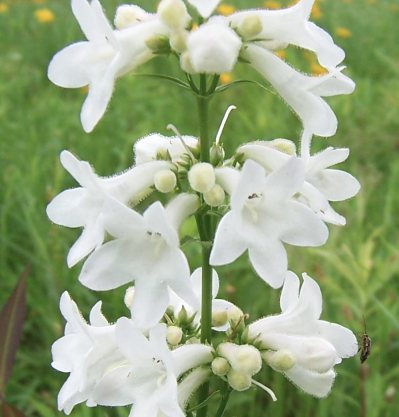 PENSTEMON ‘HOLLY WHITE’ - Image via Tennessee Native Plants