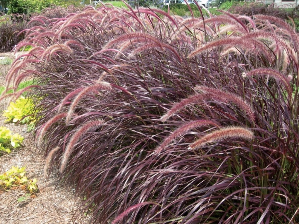 ornamental grass purple fountain grass pennisetum setaceum 'rubrum'