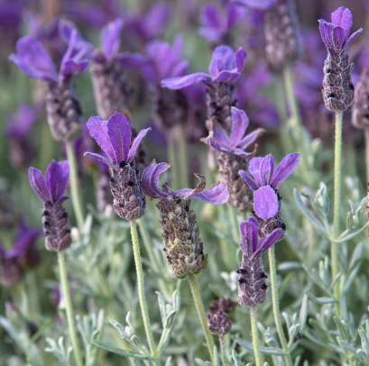 Spanish Lavender plant blooming