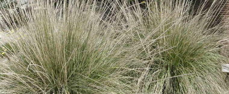 ornamental grass deergrass muhlenbergia rigens