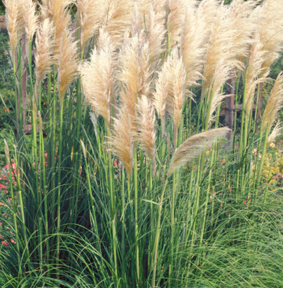 Sterile Pampas Grass - 