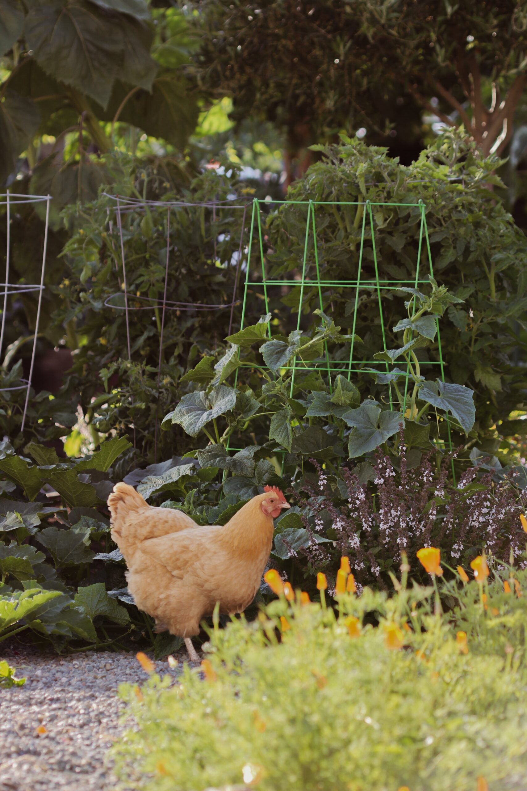 Chris and Kendra’s backyard chickens are frequent visitors in the front yard where they play around the trellis
