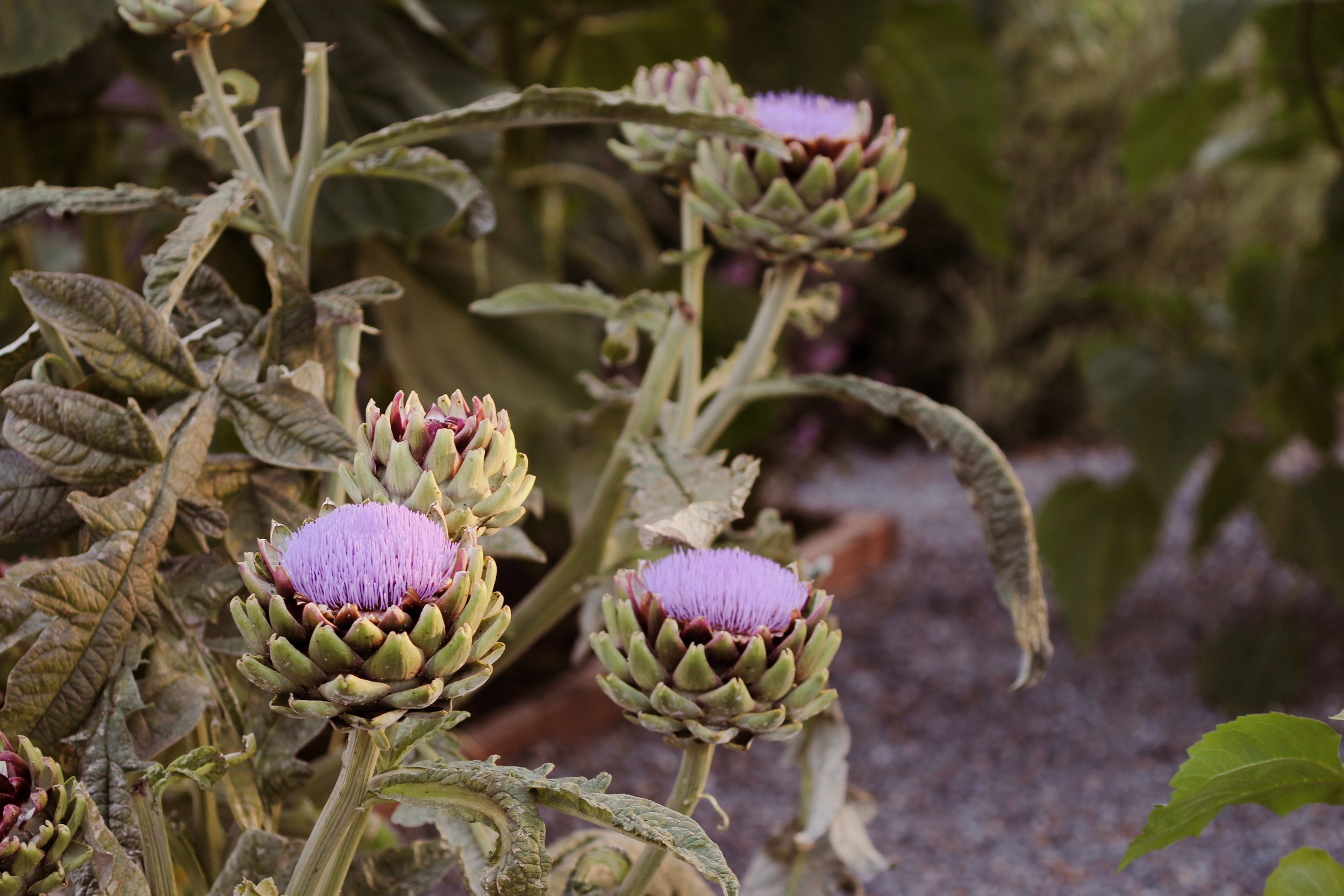 Blooming artichokes serve both decorative and pollinator-supporting purposes in the garden